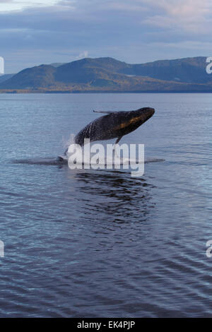 Baleine à bosse, la Forêt Nationale Tongass, Alaska Banque D'Images