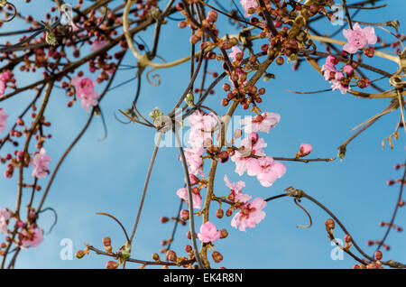 Sur une Fleur de prunier d'ornement (également connu sous le nom de Cherry Plum, le myrobolan Prune, prune, fleurs Prunus cerasifera) Banque D'Images