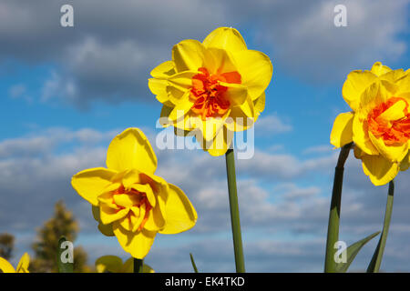 Jonquille narcissus Crowndale 4YO avec ses fleurs doubles jaune vif orange vif avec des segments de corona Banque D'Images