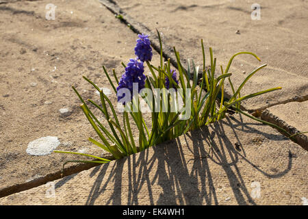 Muscari ou Muscaris fleurs qui poussent entre les dalles sur un patio à l'extérieur d'une chambre à Cornwall Banque D'Images