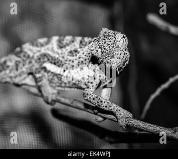 Kenya, Malindi, chameleon (FILM) Banque D'Images