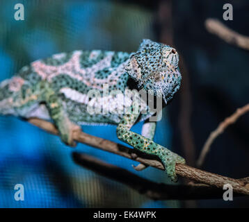 Kenya, Malindi, chameleon (FILM) Banque D'Images