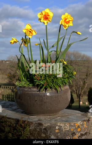 Jonquille narcissus Crowndale 4YO avec ses fleurs doubles jaune vif avec des segments d'orange dans un récipient et giroflées Banque D'Images