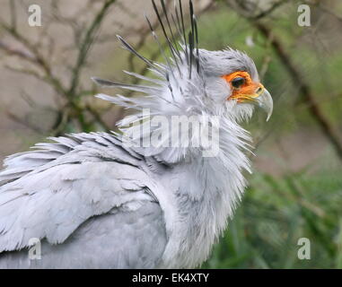 Secrétaire de l'Afrique de l'oiseau (Sagittarius serpentarius) gros plan de la tête Banque D'Images