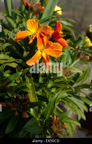 The Wallflowers Orange nain ( Erysimum ) dans un récipient en pierre sur un mur à Cornwall un jour de printemps. Banque D'Images