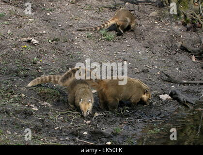 Groupe de trois sud-américains de nourriture ring-tailed Coatis ( Nasua nasua) Banque D'Images