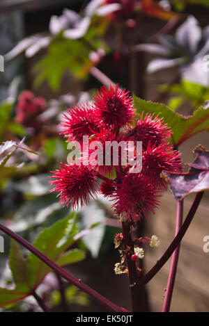 L'Italie, Campagne, les haricots à l'huile de ricin (Ricinus communis L.) Banque D'Images