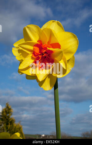 Jonquille narcissus Crowndale 4YO avec ses fleurs doubles jaune vif orange vif avec des segments de corona Banque D'Images