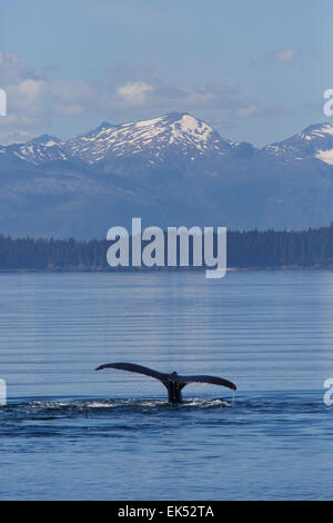 Rorqual à bosse, Frederick Sound, la Forêt Nationale Tongass en Alaska. Banque D'Images