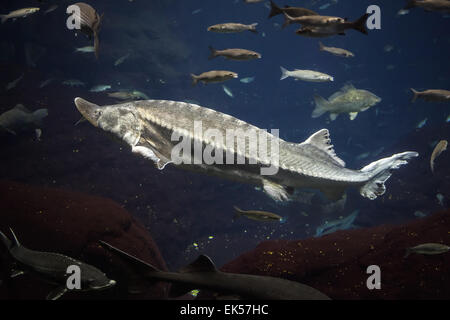 Grand esturgeon Atlantique flotte dans l'eau salée d'un bleu profond avec d'autres poissons, photo en gros plan avec une faible 6 Banque D'Images
