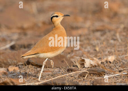 De couleur crème (Courser Cursorius cursor) Banque D'Images