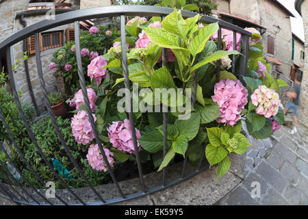 Hortensias en fleurs, Quota di Poppi, Casentino, Toscane Banque D'Images