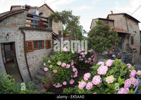 Jardin avec hortensias, Quota di Poppi, Casentino, Toscane Banque D'Images