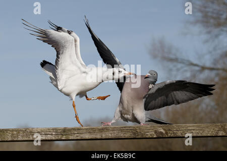 Pigeon ramier, Columba palumbus, seul oiseau combat avec mouette, Mars 2015 Banque D'Images