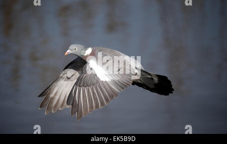 Pigeon ramier, Columba palumbus, seul oiseau en vol, Gloucestershire, Mars 2015 Banque D'Images