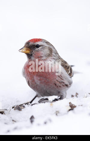 Portrait de Sizerin flammé (Carduelis flammea) Banque D'Images