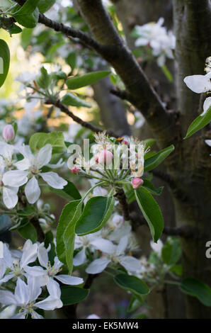 Photo en gros plan d'Apple Blossoms, rougeâtre fleurs roses et blanches commencent à apparaître au printemps sur une journée ensoleillée à Londres Banque D'Images