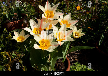 La floraison des tulipes en pot un jour de printemps dans un jardin à Pelynt Cornwall. Banque D'Images