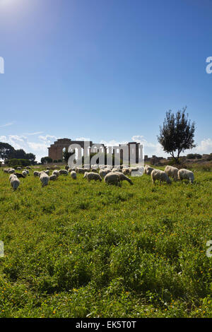 Italie, Sicile, Selinunte, un troupeau de moutons et le Temple de Héra grecque (409 b.c.) Banque D'Images