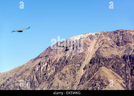 Deux Condors andins aux vols dans le Canyon de Colca près de Arequipa, Pérou Banque D'Images