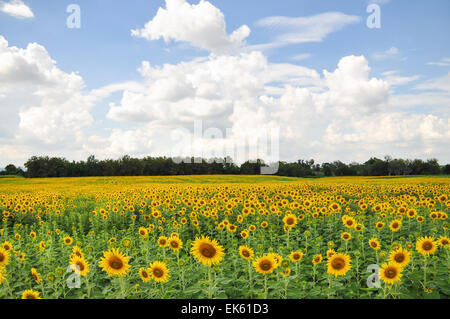 Les champs de tournesols à perte de vue en Thaïlande. Banque D'Images