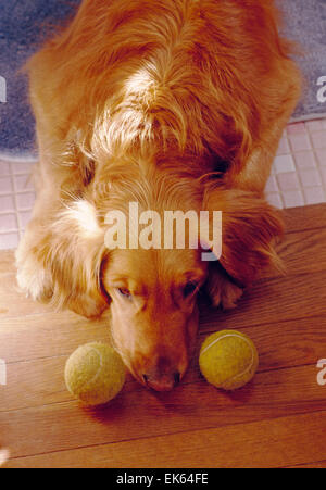 Golden Retriever dog couchage avec balle de tennis Banque D'Images