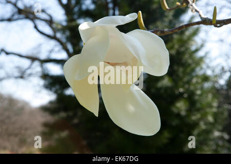 Grandes fleurs blanches de Magnolia (David Clulow) arbre à Pinetum Park St Austell Cornwall un jour de printemps. Banque D'Images