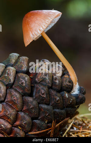 Cône de pin et pin mushroom (Mycena seynesii). Banque D'Images