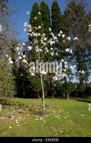 Grandes fleurs blanches de Magnolia (David Clulow) arbre à Pinetum Park St Austell Cornwall un jour de printemps. Banque D'Images