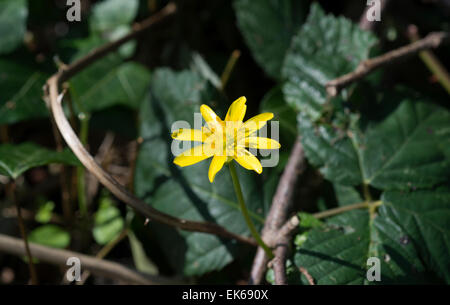 Lesser celandine - Ranunculus ficaria Banque D'Images