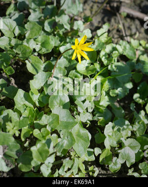 Lesser celandine - Ranunculus ficaria Banque D'Images