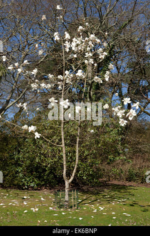 Grandes fleurs blanches de Magnolia (David Clulow) arbre à Pinetum Park St Austell Cornwall un jour de printemps. Banque D'Images