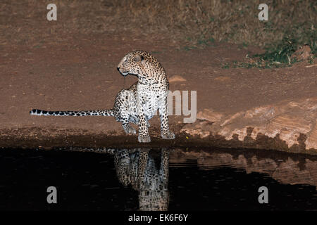 Leopard sur l'eau dans la nuit Banque D'Images