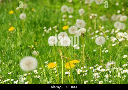 Gaensebluemchen Loewenzahn und - dandelion et daisy 02 Banque D'Images