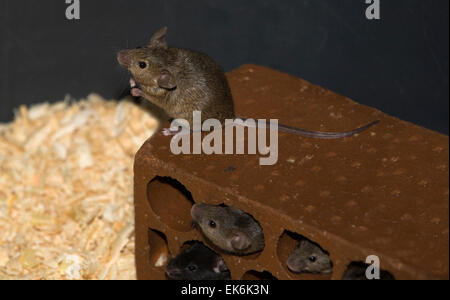 Conteneurs d'élever des rats et des souris, des rapaces en captivité Centre de récupération de la faune AMUS Banque D'Images