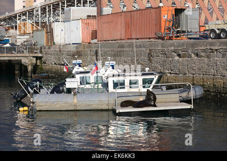 IQUIQUE, CHILI - 22 janvier 2015 : deux lions de mer allongé sur petite jetée dans le port d'Iquique Banque D'Images