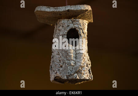 Nichoir à partir de la forêt véritable accrochée à un arbre, Badajoz, Espagne Banque D'Images