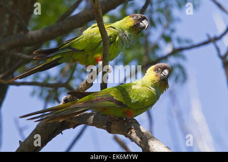 Perruche Nanday (Aratinga nenday), perché dans l'arbre, dans le parc de la ville, Buenos Aires, Argentine Banque D'Images