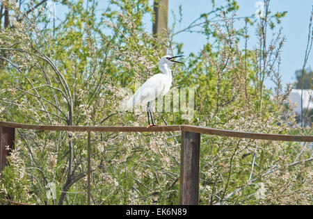 Aigrette neigeuse (Egretta thula) est un petit héron blanc. C'est l'équivalent américain de l'Ancien Monde très similaire l'aigrette garzette, w Banque D'Images