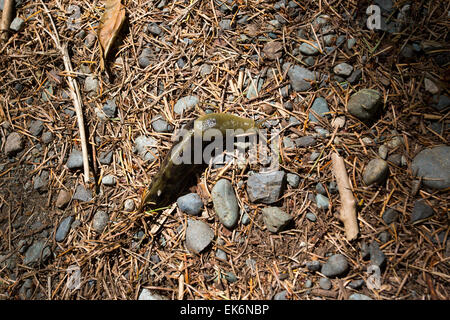 Amérique du Nord, Canada, Colombie-Britannique, Vancouver Island, parc provincial d'Elk Falls, Pacific Banana Slug, Ariolimax columbianus Banque D'Images