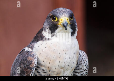 Le faucon pèlerin (Falco peregrinus), close-up de tête d'adulte Banque D'Images