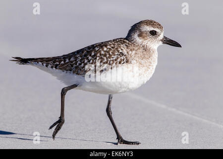 Pluvier siffleur gris ou Pluvier argenté (Pluvialis squatarola) oiseau juvénile walking on Beach, Florida, USA Banque D'Images