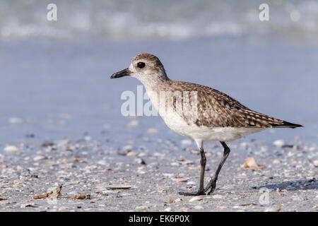 Pluvier siffleur gris ou Pluvier argenté (Pluvialis squatarola) oiseau juvénile walking on Beach, Florida, USA Banque D'Images