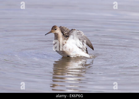 Le Combattant varié (Philomachus pugnax) ou préfet seul oiseau marcher dans l'eau peu profonde, Norfolk, England, UK Banque D'Images