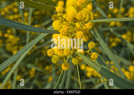 Acacia pycnantha (Golden Wattle) est l'emblème floral de l'Australie. C'est un arbre qui fleurit à la fin de l'hiver et au printemps, la production d'un Banque D'Images