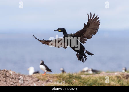 Shag (Phalacrocorax aristotelis) adulte en saison de reproduction, l'atterrissage à nid, îles Farne, Northumberland, England, UK Banque D'Images