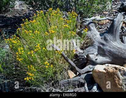 Hymenopappus Asteraceae ; filifolius ; famille ; Jeune Fille poussiéreux ; fleurs sauvages en fleurs, le centre du Colorado, USA Banque D'Images