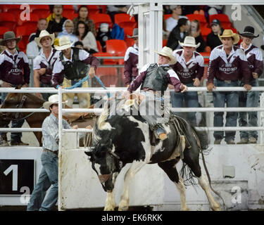 Sydney, Australie. 7 avril, 2015. Le Royal Easter Show inclus l'état d'origine Rodeo la concurrence entre la Nouvelle-Galles du Sud et du Queensland à Sydney le 07 avril 2015 à Sydney, Australie. Credit : MediaServicesAP/Alamy Live News Banque D'Images