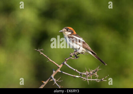 Woodchat Shrike (Lanius senator), femelle adulte avec plaque incubatrice perché sur des rameaux, Bulgarie, Europe Banque D'Images