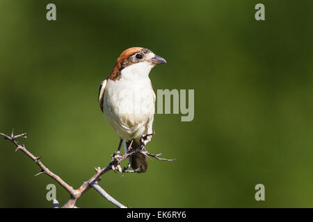 Woodchat Shrike (Lanius senator), femelle adulte avec plaque incubatrice perché sur des rameaux, Bulgarie, Europe Banque D'Images